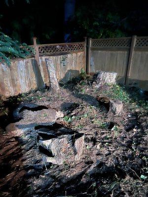 Amigo Tree Care & Landscaping