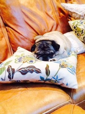 Pet Sitters For Paws