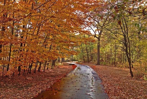 After a brief rain, the park seemed to come alive with vibrant Fall colors.
