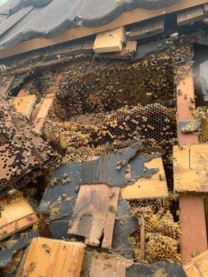 Bee Safe Bee Removal