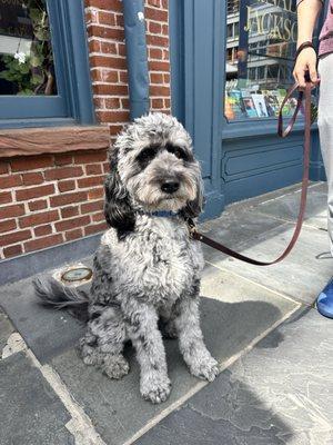 Zoomin Groomin - Saddle River