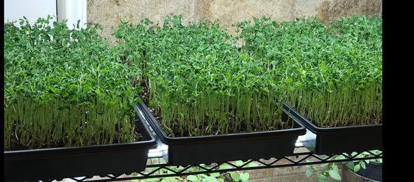 Corrales Investment Group