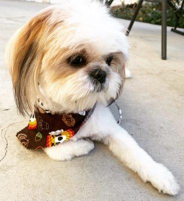 A to Z Mobile Dog Grooming