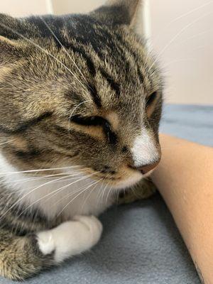 Three Hearts Veterinary Hospital