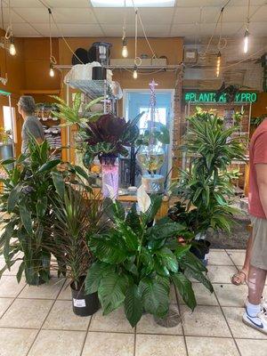 Lots of awesome plants