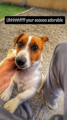 Snow Creek Jack Russell
