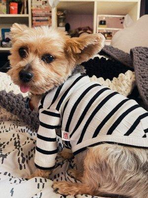 Pet Beauty Institute