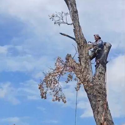 Antony Gutiérrez Tree Servise