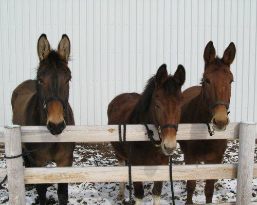 McCombs Equine Veterinary Services