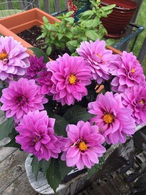 Hatcher's Greenhouses