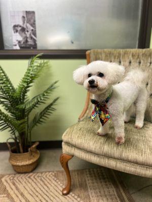 Friends Fur Ever Pet Grooming