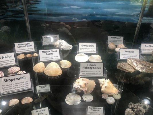 Different types of shells