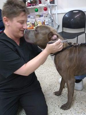 Now I'm a big boy but the humans at Jefferson Animal Hospital still dote and love me up. I have trained them well.