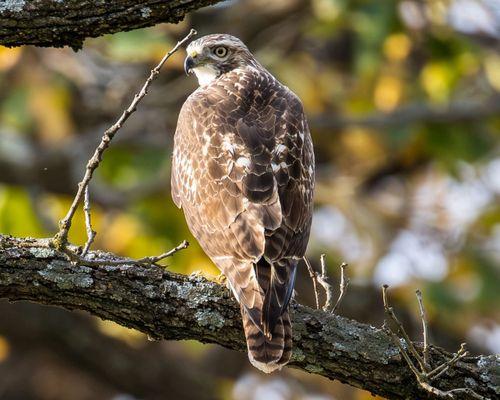 Hawk perched in the trees