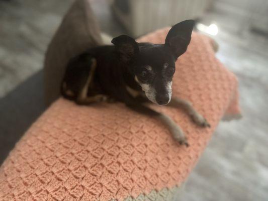 Mountain View Animal Hospital