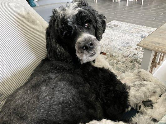 Hershey Veterinary Hospital