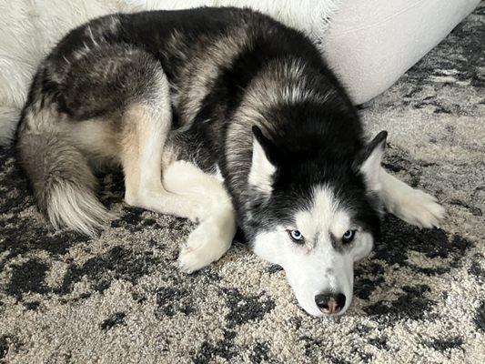 Bay Area Dog Walkers