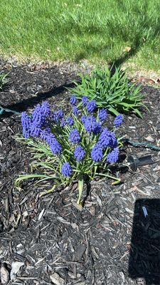 Aparicio Landscaping