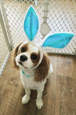 Stacey's Stylin' Dogs