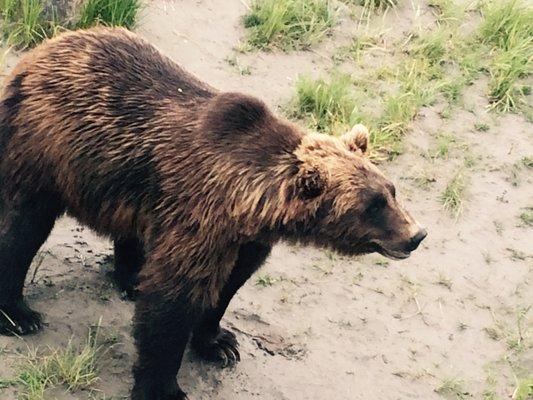 Northern Lights Transportation