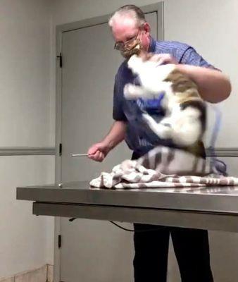 Andrews Avenue Animal Hospital