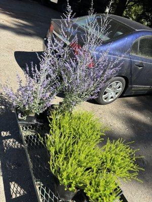 My plant discoveries from The Plant Place today. Heather and a Russian sage: Valerie Griffiths Heather, & Perovska "little spire."