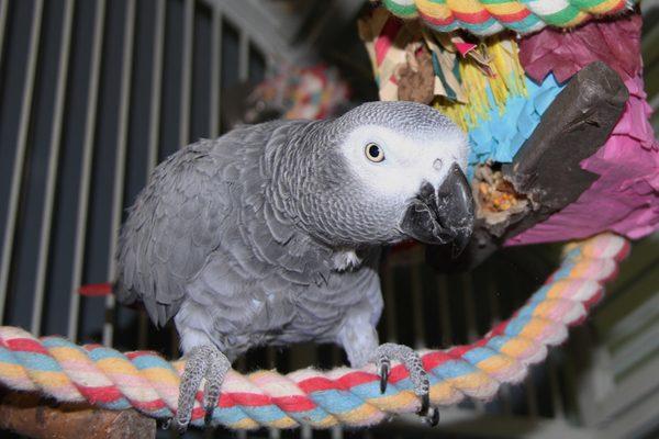 Frisky's Wildlife & Primate Sanctuary, Inc