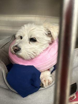 Cobleskill Veterinary Clinic