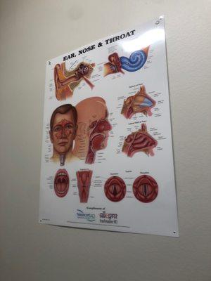 Andamo Guillaume, MD - South Texas ENT Consultants