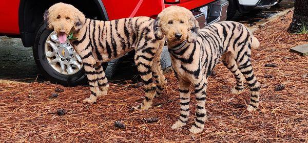 July 2025 Tiger Stripes