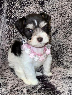 My Little Schnauzer Pals