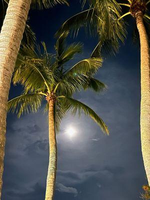 City of Palm Beach Gardens