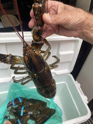 Rockport Lobster