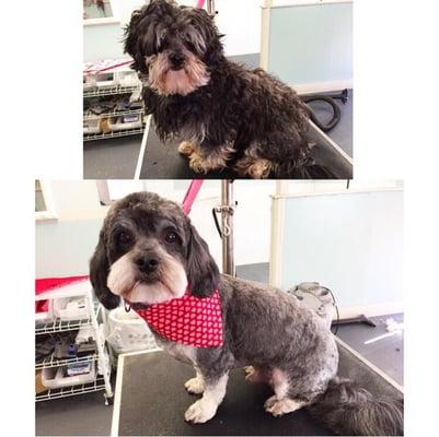 Pink Poodle Pet Salon