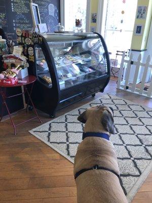 Puppy checking out the treats