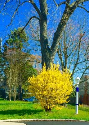 Margarita Gramaticova