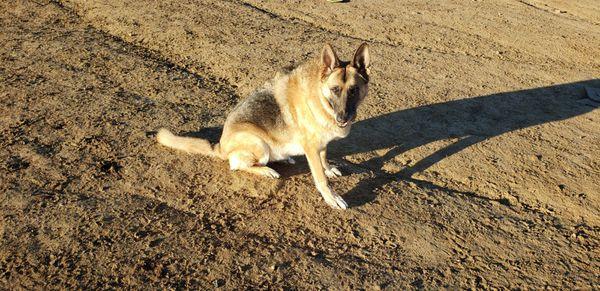 German Shepherd at the Park