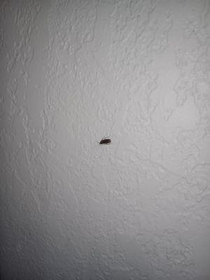Cockroach running on walls