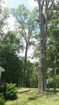 Heuman Tree Service