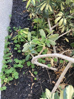 Algae weeds that were never removed and are unsightly. Paying for a service not received