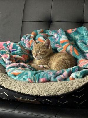 Hones Veterinary Service