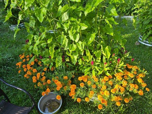 Pallas Landscape Supply