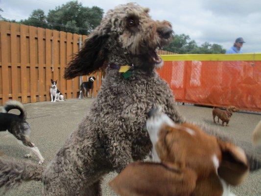 Central Bark Doggy Day Care Grayslake