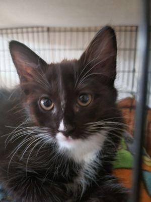 Community Cat Foundation