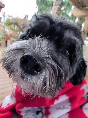 Bax is so glad we found the great vets at Animal Wellness.