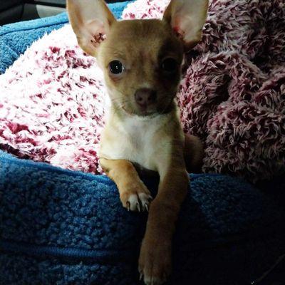 Nova Jean Kreusch (Chihuahua)
Her first visit to Amy's was to get her nails trimmed when she was 8 weeks old..