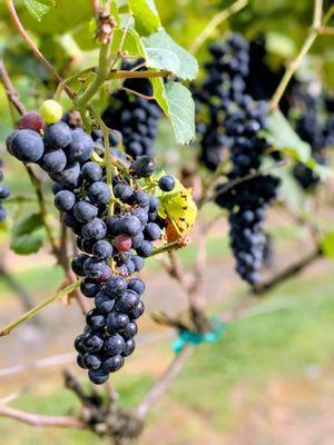 Grandfather Vineyard