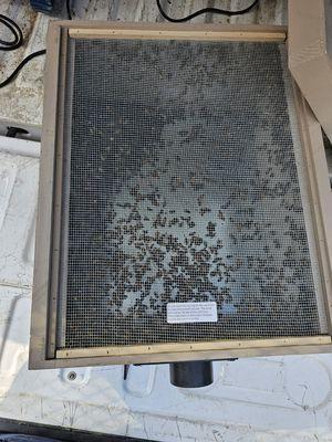 Live bee removal and relocate to the honey farm.