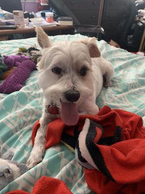 Good Vibrations Grooming