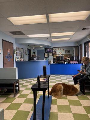 Auburn Animal Hospital